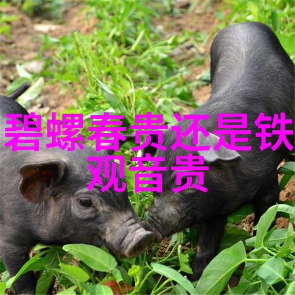 茶叶桂花煮鸡蛋你一定要知道的功效