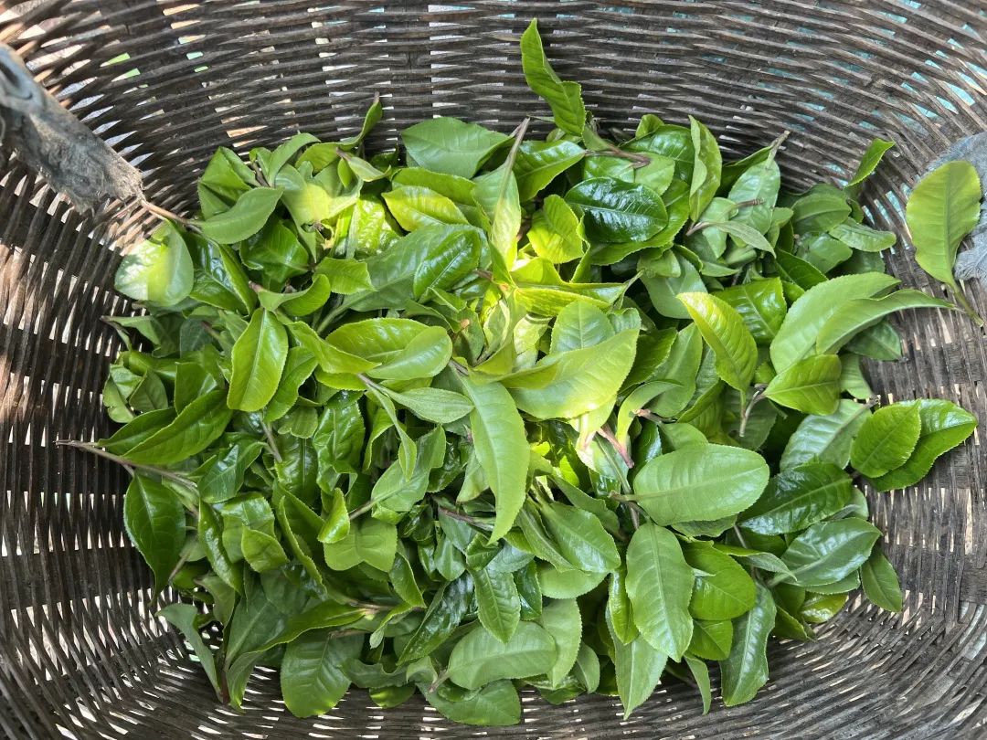 茶叶收购价一般多少钱一斤_茶叶收购网_收茶叶市场价格/